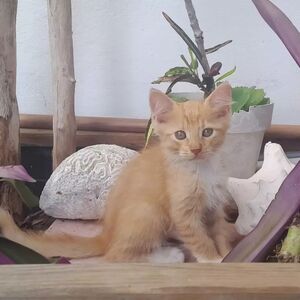 Adopter : Barney 