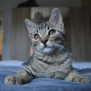 Adopter : Chopper