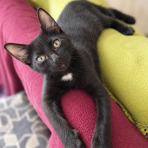 Adopter : Loulou