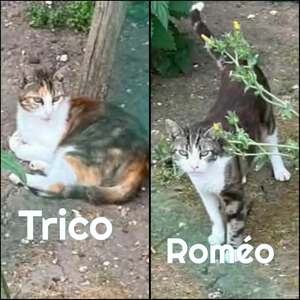 Adopter : ROME ET TRICO   DOUBLE ADOPTIO
