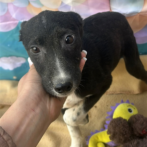 Adopter : Perle
