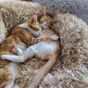Adopter : Fox