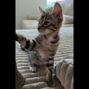 Adopter : Oucha
