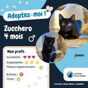 Adopter : Zucchero