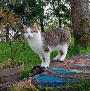Adopter : Chantal