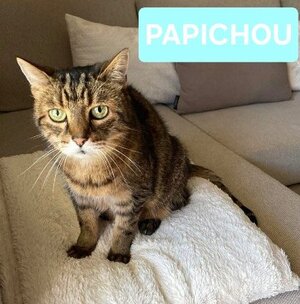 Adopter : Papichou