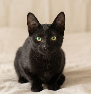Adopter : MOKA