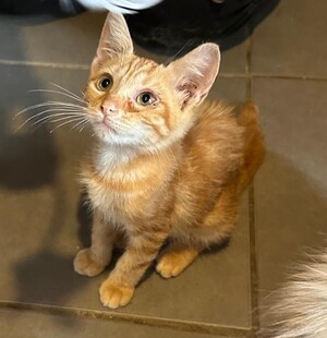 Adopter : SAFRAN