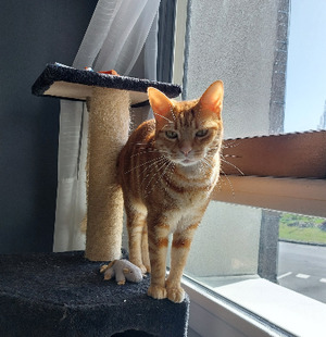 Adopter : Freyja