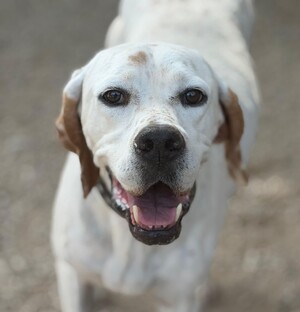 Adopter : Blanquita