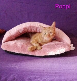 Adopter : Poopi /lucky