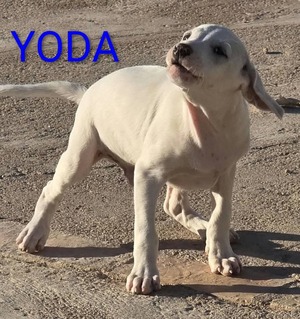 Adopter : Yoda