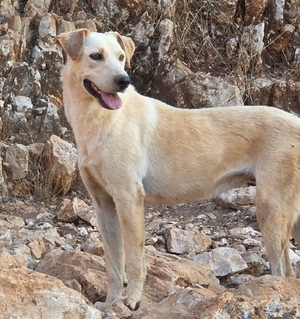 Adopter : Raven