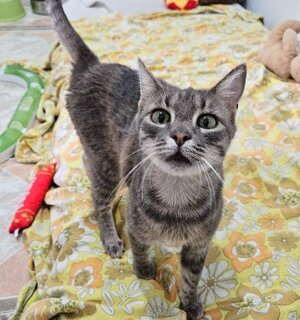 Adopter : Morgana