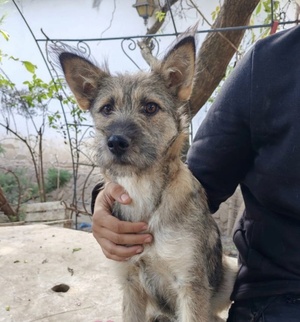 Adopter : Tiska