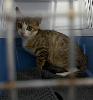 Adopter : Bambi
