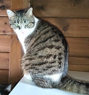 Adopter : Sidonie