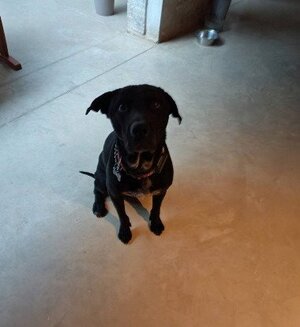 Adopter : Charly
