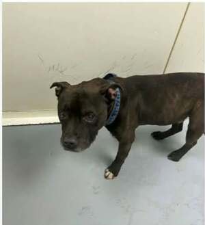 Adopter : Lotus
