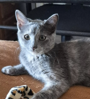 Adopter : BANZAI