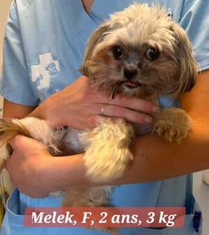 Adopter : MELEK