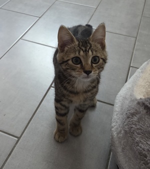 Adopter : Milo