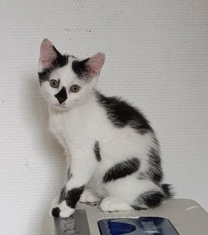 Adopter : Piano