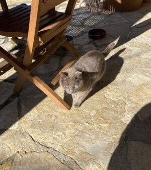 Adopter : Mimine et razmoket