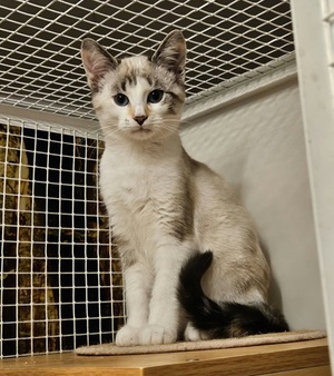 Adopter : Bijou