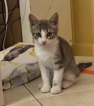 Adopter : Jinx