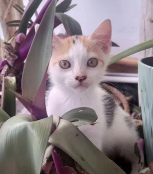 Adopter : Birdie