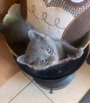 Adopter : BLUE
