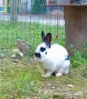 Adopter : Smurf