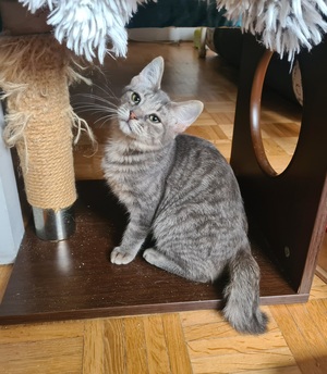 Adopter : Rosine