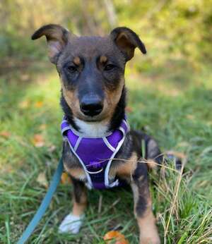 Adopter : Vesta