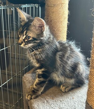 Adopter : BAGUERA