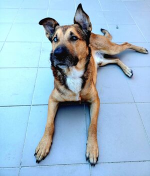 Adopter : Saïko