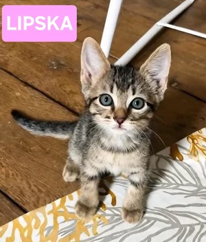 Adopter : LIPSKA