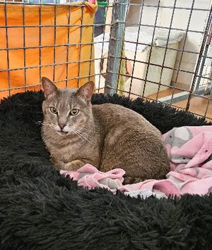 Adopter : Lucy