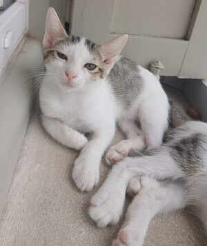 Adopter : LOVY