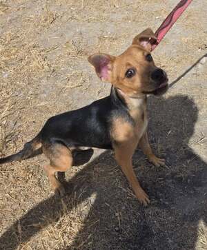 Adopter : ARAMIS