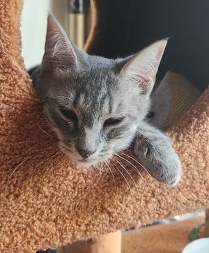 Adopter : Bento 