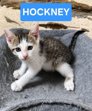 Adopter : HOCKNEY