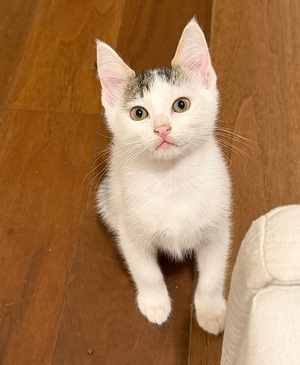 Adopter : Milo