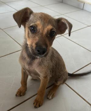Adopter : GIRLY