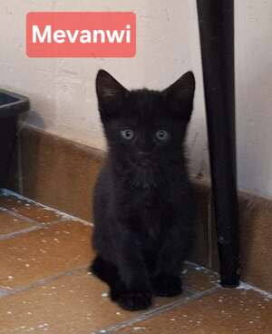 Adopter : Mevanwi