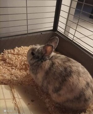 Adopter : Lapinou