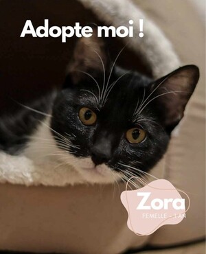 Adopter : Zora