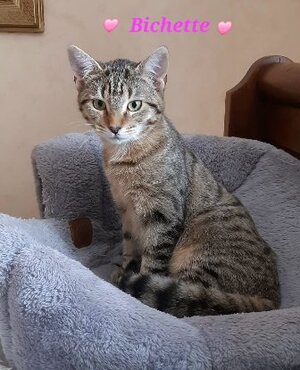 Adopter : Bichette