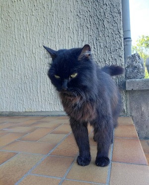 Adopter : Choupi